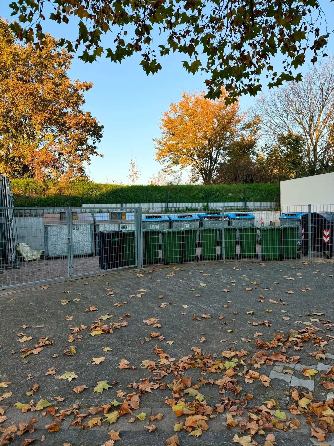 Sümbül, nach der Gartenpflege