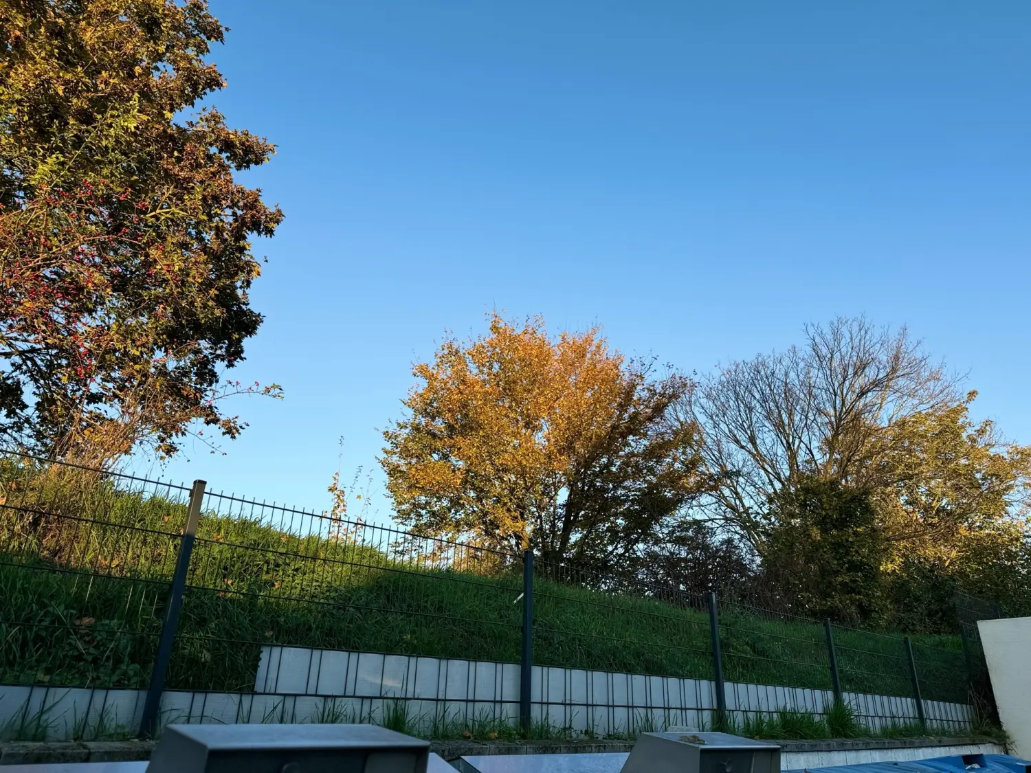 Sümbül, nach der Gartenpflege