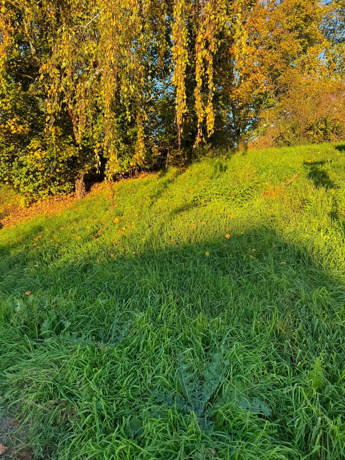 Sümbül, vor der Gartenpflege