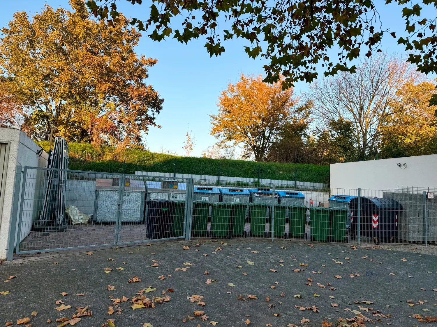 Sümbül, nach der Gartenpflege