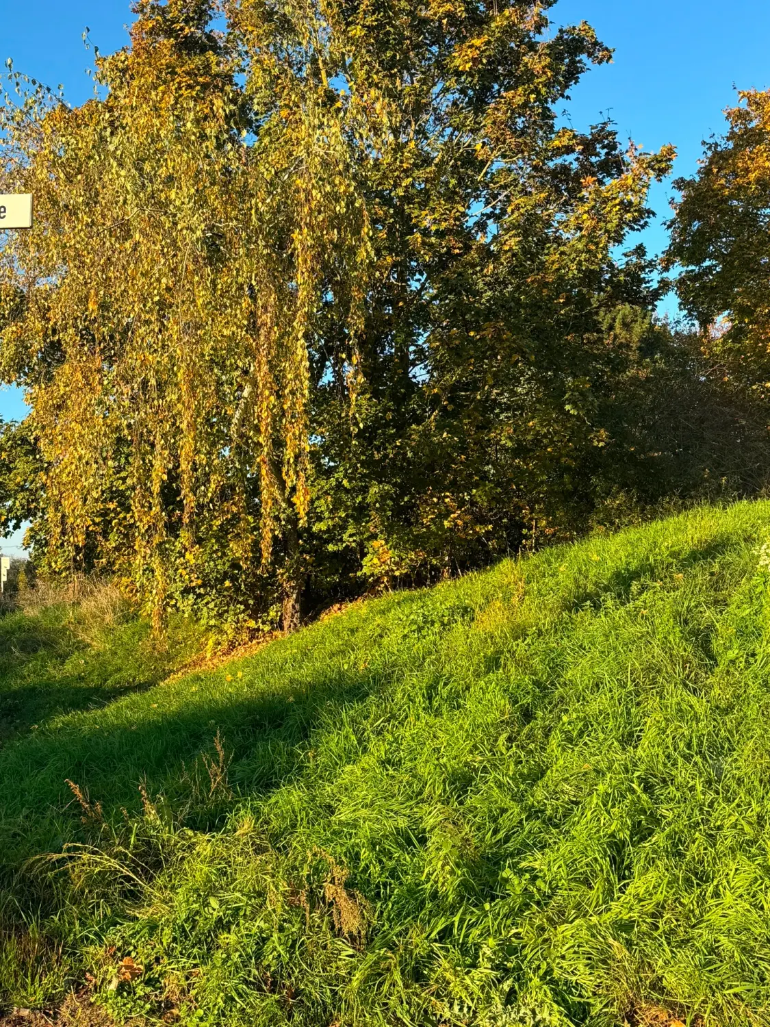Sümbül, vor der Gartenpflege